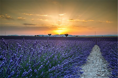 simsearch:879-09043508,k - Lavender raws with trees at sunset. Plateau de Valensole, Alpes-de-Haute-Provence, Provence-Alpes-Cote d'Azur, France, Europe. Stock Photo - Rights-Managed, Code: 879-09043517