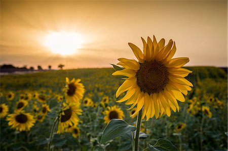 Sunflowers at sunset in Provence. Alpes-de-Haute-Provence, Provence-Alpes-Cote d'Azur, France, Europe. Photographie de stock - Rights-Managed, Code: 879-09043526