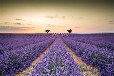 provence - Lavender raws with trees at sunset. Plateau de Valensole, Alpes-de-Haute-Provence, Provence-Alpes-Cote d'Azur, France, Europe. Stock Photo - Rights-Managed, Code: 879-09043528