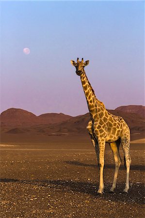 purros namibia - Lonely desert giraffe in Purros desert, Namibia. Stock Photo - Rights-Managed, Code: 879-09043670