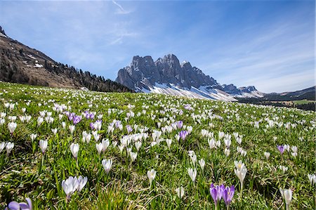 simsearch:879-09034110,k - Flowers bloom on the meadows at the foot of the Odle. Malga Gampen Funes Valley. South Tyrol Dolomites Italy Europe Foto de stock - Con derechos protegidos, Código: 879-09043863