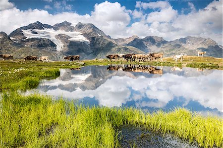 switzerland cow - Cows on the shore of the lake where high peaks and clouds are reflected Bugliet Valley Bernina Engadine Switzerland Europe Stock Photo - Rights-Managed, Code: 879-09043887