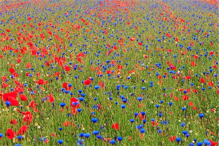 carpet of flowers in Castelluccio of Norcia, Umbria, Italy, Europe Foto de stock - Con derechos protegidos, Código: 879-09043954