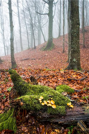 simsearch:879-09129102,k - Sassofratino Reserve, Foreste Casentinesi National Park, Badia Prataglia, Tuscany, Italy, Europe. Mushrooms on fallen trunk covered with moss Photographie de stock - Rights-Managed, Code: 879-09043952