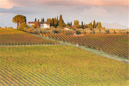 simsearch:6129-09087059,k - Europe,Italy,Umbria,Perugia district,Montefalco. Vineyards in autumn Stock Photo - Rights-Managed, Code: 879-09100002