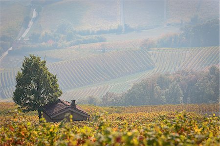 Italy, Piedmont, Cuneo District, Barolo, Langhe Barolo at sunrise Stock Photo - Rights-Managed, Code: 879-09100069