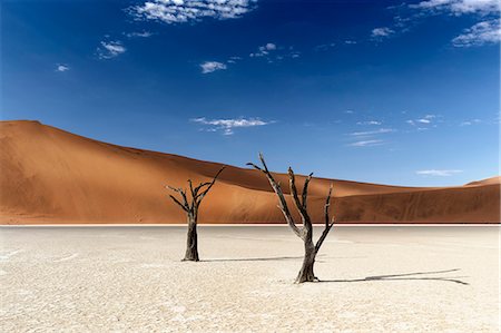 sossusvlei - trees of Namibia,namib-naukluft national park, Namibia, africa Photographie de stock - Rights-Managed, Code: 879-09100142