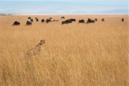 simsearch:879-09021080,k - Masai Mara Park, Kenya, Africa, cheetah hunting in the bush Photographie de stock - Rights-Managed, Code: 879-09100165