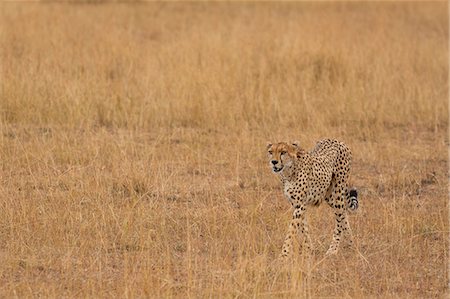 simsearch:879-09021076,k - Masai Mara Park, Kenya, Africa, Cheetah in the wild. Foto de stock - Direito Controlado, Número: 879-09100166