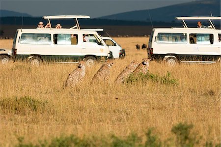 simsearch:879-09021076,k - Masai Mara Park, Kenya, Africa, Cheetah Foto de stock - Direito Controlado, Número: 879-09100168