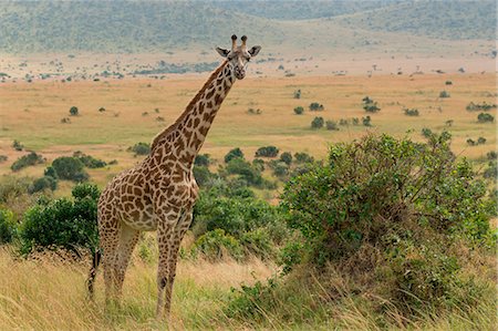 simsearch:879-09021076,k - Masai Mara Park, Kenya,Africa, Foto de stock - Direito Controlado, Número: 879-09100169