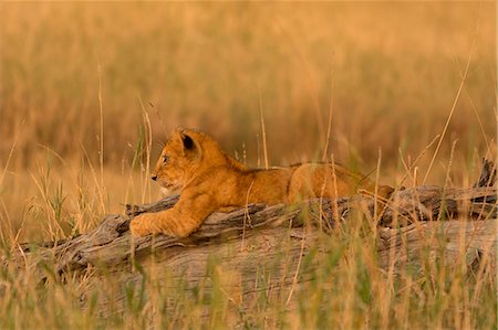 simsearch:879-09191563,k - Tanzania, Africa, Serengeti National Park,puppies on a tree trunk Stockbilder - Lizenzpflichtiges, Bildnummer: 879-09100175