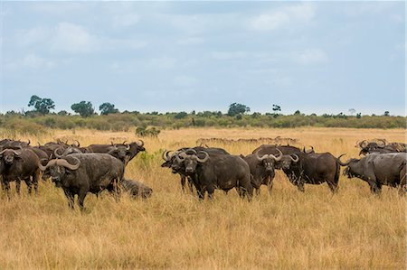 simsearch:879-09021080,k - Masai Mara Park, Kenya,Africa, Photographie de stock - Rights-Managed, Code: 879-09100171