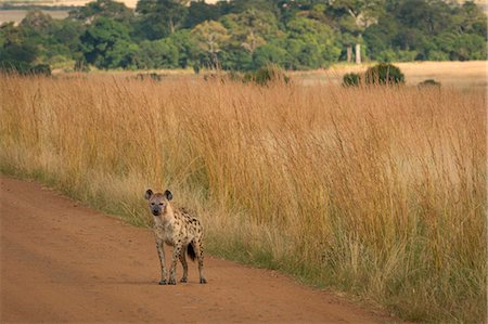 simsearch:879-09021076,k - Masai Mara Park, Kenya,Africa, Foto de stock - Direito Controlado, Número: 879-09100172
