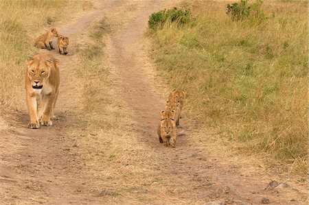 simsearch:879-09021080,k - Masai Mara Park, Kenya,Africa,lioness and her puppies walk in the bush Photographie de stock - Rights-Managed, Code: 879-09100173