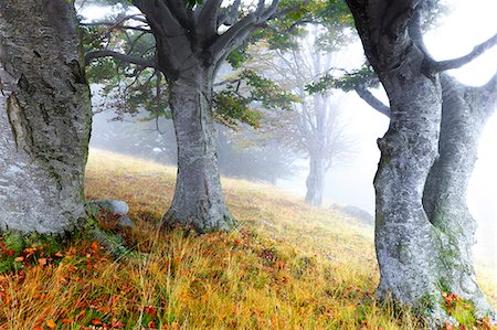 silvestre - Fog among secular trees. Montemezzo, Como Lake, Lombardy. Italy. Foto de stock - Con derechos protegidos, Código: 879-09100181