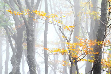 Branch of a tree with leaves in autumn garment during a foggy day. Montemezzo, Como Lake, Lombardy. Italy. Foto de stock - Con derechos protegidos, Código: 879-09100182