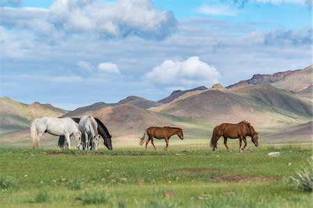 people with horses - Wild horses grazing and Khangai mountains in the background. Hovsgol province, Mongolia. Foto de stock - Con derechos protegidos, Código: 879-09100271