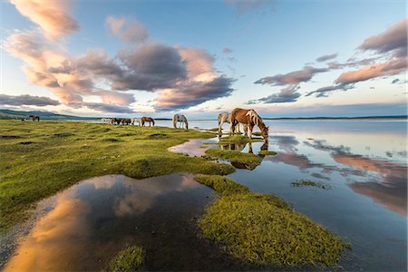 Horses grazing and drinking water from Hovsgol Lake at sunset. Hovsgol province, Mongolia. Photographie de stock - Rights-Managed, Code: 879-09100273