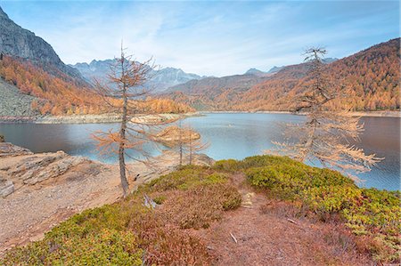 european larch - Autumn at Lake Devero, Alpe Veglia and Alpe Devero Natural Park, Baceno, Verbano Cusio Ossola province, Piedmont, Italy Foto de stock - Con derechos protegidos, Código: 879-09100307