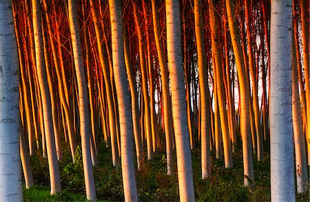Poplars at sunset in the country of Pianura Padana. Legnago, Verona, Veneto, Italy Stockbilder - Lizenzpflichtiges, Bildnummer: 879-09100355