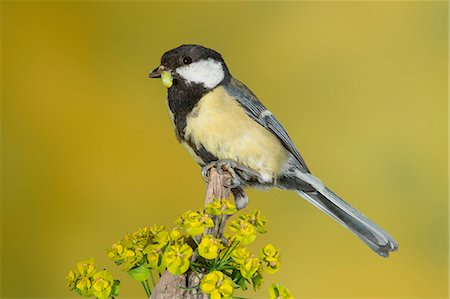 Great tit with prey, Trentino Alto-Adige, Italy Photographie de stock - Rights-Managed, Code: 879-09100371