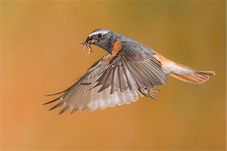 simsearch:879-09100387,k - Redstart in flight with prey, Trentino Alto-Adige, Italy Stock Photo - Rights-Managed, Code: 879-09100372
