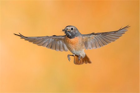 simsearch:879-09100387,k - Redstart in flight with prey, Trentino Alto-Adige, Italy Stock Photo - Rights-Managed, Code: 879-09100373