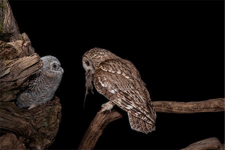 The Tawny owl feeds its young, Trentino Alto-Adige, Italy Stock Photo - Rights-Managed, Code: 879-09100388