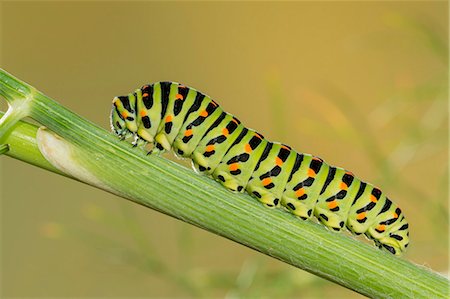 papilio machaon - Old World Swallowtail,Trentino Alto-Adige,Italy. Foto de stock - Con derechos protegidos, Código: 879-09100381