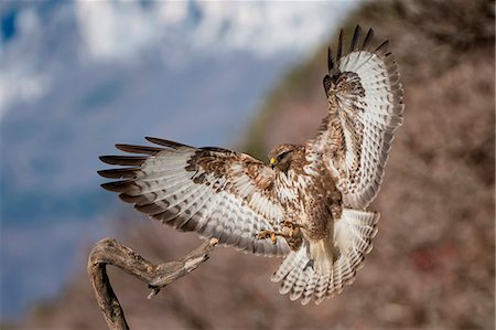 Buzard in landing, Trentino Alto-Adige, Italy Stock Photo - Rights-Managed, Code: 879-09100397