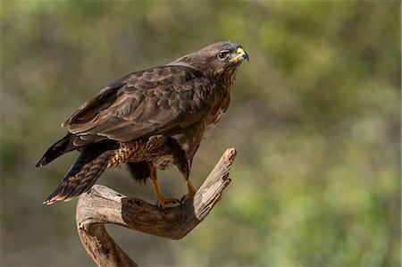 Common buzzard on branch, Trentino Alto-Adige, Italy Stock Photo - Rights-Managed, Code: 879-09100400