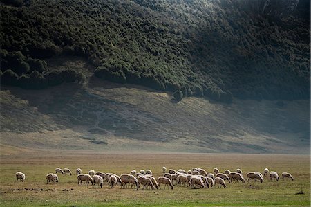 Flock of sheeps grazing, Campo Imperatore, L'Aquila province, Abruzzo, Italy, Europe Foto de stock - Con derechos protegidos, Código: 879-09100417