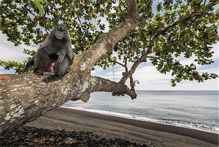 Black crested macaque (macaca nigra) in Tangkoko National Park, Northern Sulawesi, Indonesia, Asia Stock Photo - Rights-Managed, Code: 879-09100478