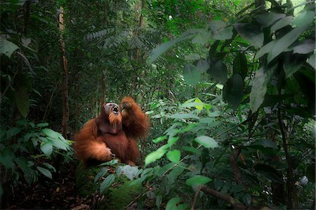 singe (primate) - Sumatran orangutan sitting on a log in Gunung Leuser National Park, Northern Sumatra. Photographie de stock - Rights-Managed, Code: 879-09100481