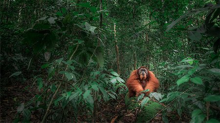 Sumatran orangutan sitting on a log in Gunung Leuser National Park, Northern Sumatra. Stock Photo - Rights-Managed, Code: 879-09100482