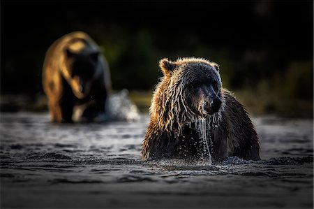 Brown bears (Ursus arctos alascensis), Brooks River, Katmai National Park and Preserve, alaska peninsula, western Alaska, United States of America Stock Photo - Rights-Managed, Code: 879-09100495