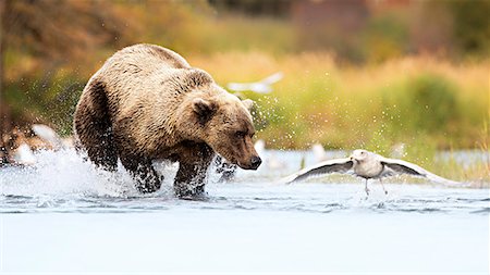 Brown bears (Ursus arctos alascensis), Brooks River, Katmai National Park and Preserve, alaska peninsula, western Alaska, United States of America Photographie de stock - Rights-Managed, Code: 879-09100499