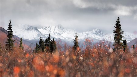fichtenbaum - Denali National Park, Alaska, United States of America ( USA ), North America Stockbilder - Lizenzpflichtiges, Bildnummer: 879-09100508