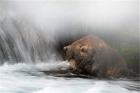 Brown bear (Ursus arctos alascensis), Brooks falls, Katmai National Park and Preserve, alaska peninsula, western Alaska, United States of America Stock Photo - Rights-Managed, Code: 879-09100500