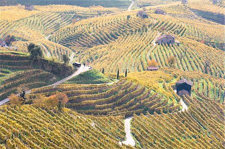 Vineyards of Prosecco wine in autumn, Valdobbiadene area, Treviso, Veneto, Italy Stock Photo - Rights-Managed, Code: 879-09100526