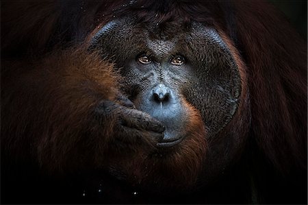 simsearch:862-03364355,k - Bornean Orangutan, pongo pygmaeus, Tanjung Puting National Park, central Kalimantan, Borneo, Indonesia, Asia Foto de stock - Con derechos protegidos, Código: 879-09100528