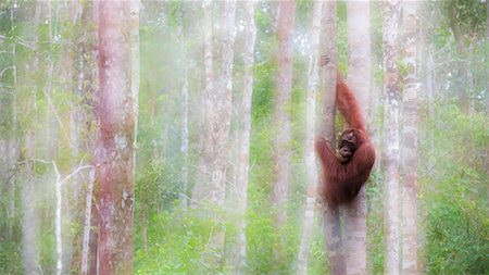 Bornean Orangutan, pongo pygmaeus, Tanjung Puting National Park, central Kalimantan, Borneo, Indonesia, Asia Foto de stock - Con derechos protegidos, Código: 879-09100529