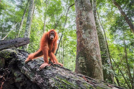 Sumatran orangutan, Pongo Abelii, Gunung Leuser National Park, Sumatra, Indonesia Photographie de stock - Rights-Managed, Code: 879-09100535