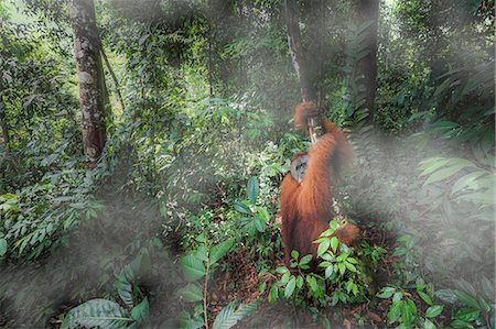 singe (primate) - Sumatran orangutan, Pongo Abelii, Gunung Leuser National Park, Sumatra, Indonesia Photographie de stock - Rights-Managed, Code: 879-09100533
