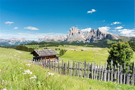 fence with flowers - Alpe di Siusi/Seiser Alm, Dolomites, South Tyrol, Italy. Stock Photo - Rights-Managed, Code: 879-09100611