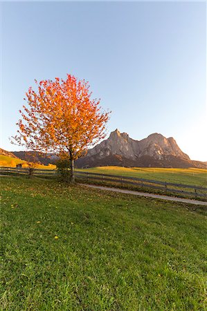 Sciliar and Punta Santner seen from meadows around Castelrotto, Seiser Alm, Bolzano province, South Tyrol, Italy Stock Photo - Rights-Managed, Code: 879-09100826