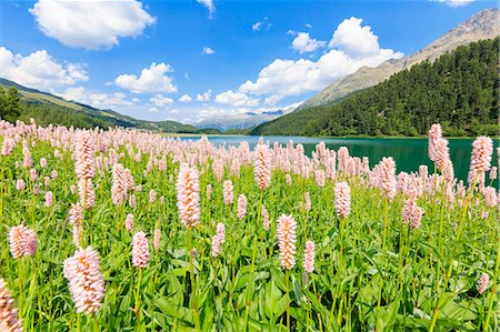 Spring bloom of Persicaria bistorta at Lej da Champfèr, St Moritz, canton of Graubünden, Upper Engadine, Switzerland, Europe Stock Photo - Rights-Managed, Code: 879-09100846