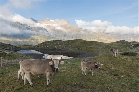 passo del bernina - Cows on the shore of alpine lake, Bernina Pass, Poschiavo Valley, canton of Graubünden, Engadine, Switzerland Fotografie stock - Rights-Managed, Codice: 879-09100860