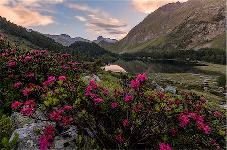 spring wildflowers - Rhododendrons at Lake Cavloc at sunrise, Maloja Pass, Bregaglia Valley, canton of Graubünden, Engadine,Switzerland Stock Photo - Rights-Managed, Code: 879-09100863